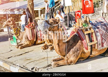 I cammelli aspettano i turisti nella Valle di Goreme, Cappadocia. Foto Stock