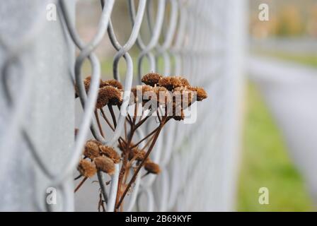 Primo piano su una recinzione di filo con un fiore essiccato aggrovigliato in esso Foto Stock