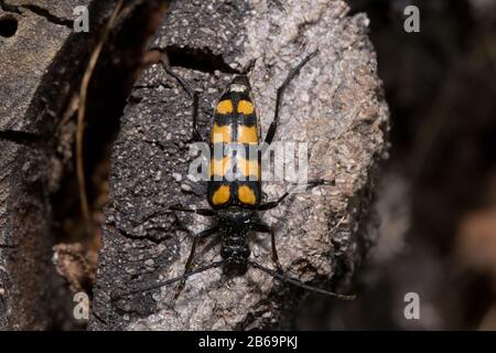 Il coleottero giallo-nero di longhorn è seduto su un ceppo dell'albero. Peste di scarabeo di legno. Foto Stock