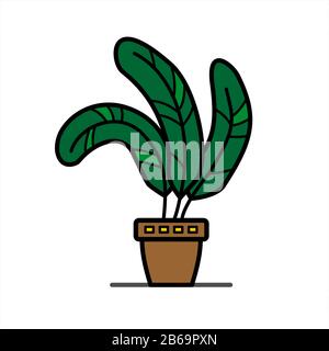 pianta con ampie foglie in vaso di fiori di argilla; erbe tropicali di casa; isolato su uno sfondo bianco Illustrazione Vettoriale