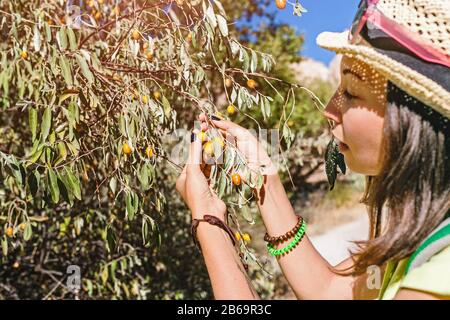 donna raccolta olive mature da ramo di albero in frutteto coltivato, vista ravvicinata Foto Stock