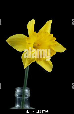 Daffodil giallo isolato su sfondo nero Foto Stock