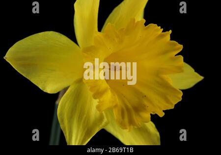 Daffodil giallo isolato su sfondo nero Foto Stock