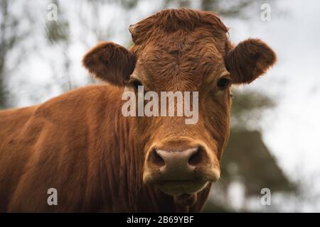 Mucca Di Bestiame marrone a Tolosa dei Paesi Baschi, Spagna Foto Stock