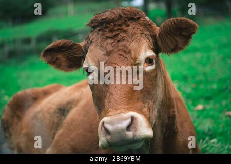 Mucca Di Bestiame marrone a Tolosa dei Paesi Baschi, Spagna Foto Stock