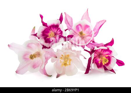 Aquilegia vulgaris (European columbine ) isolati su sfondo bianco Foto Stock