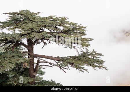 Cedro del Libano foresta nella nebbia e nebbia vicino Tahtali montagna in Turchia. Specie rare e minacciate di estinzione di alberi Foto Stock