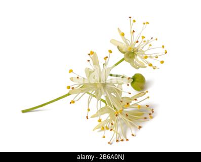 fiori di tiglio isolati su sfondo bianco Foto Stock