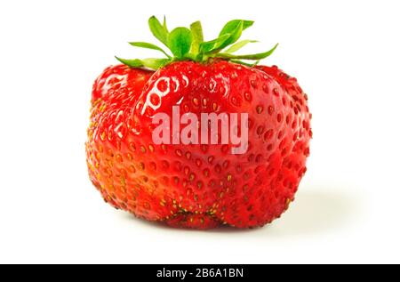 Fragola closeup isolati su sfondo bianco Foto Stock