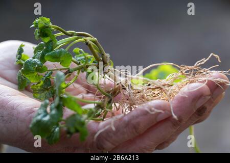 Gewöhnlicher Gundermann, Gundermann, Efeublättriger Gundermann, Echt-Gundelrebe, Gundelrebe, Glechoma hederacea, Alehoof, Massa Ivy, massa-ivy, gill Foto Stock