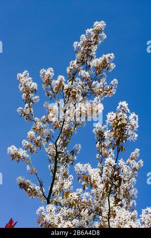 Sorprendente fiore bianco di Amelanchier lamarkii fioritura in aprile contro un cielo blu chiaro Foto Stock