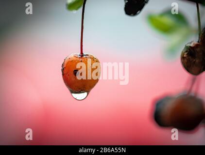 10 marzo 2020, Hessen, Francoforte sul meno: Le gocce di pioggia raccolgono su una mela ornamentale che pende ancora dall'arbusto dell'anno scorso in un giardino di fronte, mentre le prime foglie verdi germogliano. Dietro di essa è parcheggiata una macchina rossa. Foto: Frank Rumpenhorst/Dpa Foto Stock