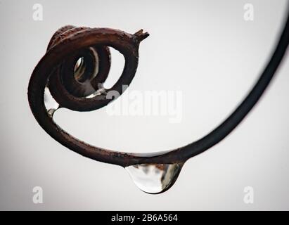 10 marzo 2020, Hessen, Francoforte sul meno: Una riropp raccoglie in fondo un sottile ramo di un ramo di vite in un giardino nel quartiere di Bornheim della città. Foto: Frank Rumpenhorst/Dpa Foto Stock