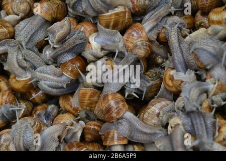 Molte lumache commestibili. Scena nel mercato agricolo. Foto Stock