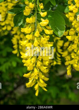 laburnum anagyroides in primavera Foto Stock