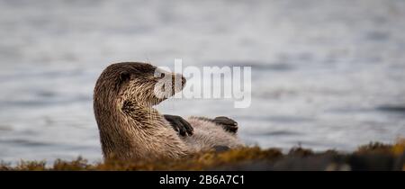 Primo piano di donne europee Otter (Lutra lutra) che riposano sulla sua schiena sulla riva del lago, Scozia Foto Stock