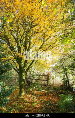 Una calda scena pittorica autunnale in un giardino inglese nel Wiltshire con un faggio a foglia tagliata che inizia a versare le sue foglie dorate gialle Foto Stock