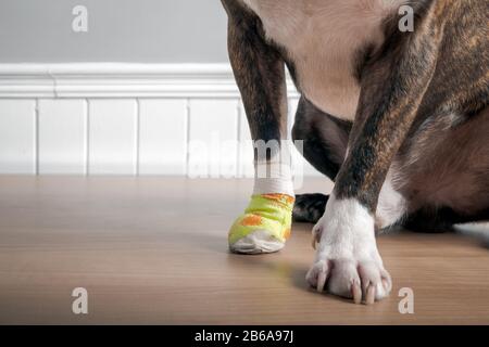 Boston cane più terrier con ferita e bendaggio in zampa seduta e ritratto di riposo Foto Stock