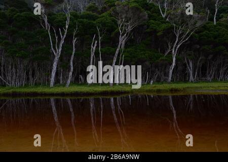 Alberi di eucalipto che si riflettono nel fiume Foto Stock