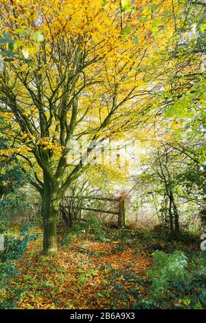 Una calda scena pittorica autunnale in un giardino inglese nel Wiltshire con un faggio a foglia tagliata che inizia a versare le sue foglie dorate gialle Foto Stock