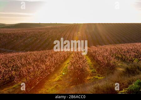 Fioritura di pesche in Aitona, Catalogna, Spagna. Luogo turistico per scattare foto e belle passeggiate Foto Stock