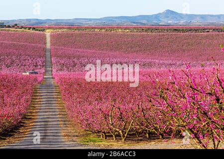 Fioritura di pesche in Aitona, Catalogna, Spagna. Luogo turistico per scattare foto e belle passeggiate Foto Stock