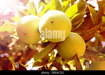 Frutti di arancio verde immaturi su ramo di albero. Immagine di colorazione colorata tonata. Concetto biologico di alimenti sani. Filtri colorati Foto Stock