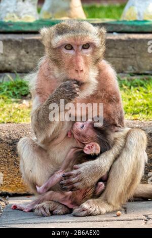 Macaque di granchio-mangiare (Macaca fascicularis) in un ambiente urbano Foto Stock