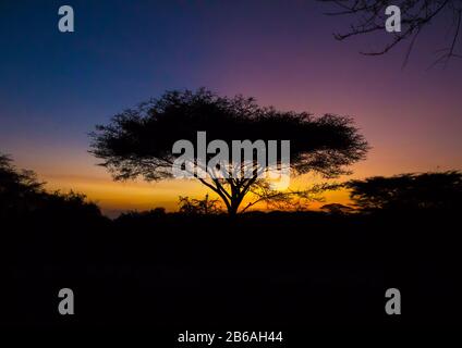 Albero accacia al tramonto, Equatoria Centrale, Illeu, Sudan del Sud Foto Stock