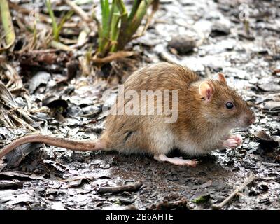 Ratto marrone- Rattus nord-vegicus in cerca di cibo su una banca fangosa Foto Stock