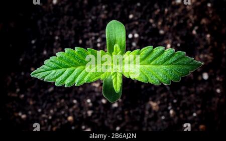 Primo piano di piccola pianta di piantine di cannabis. La fase di canapa vegetazione. Piantare nel terreno al sole, la coltivazione in una marijuana al coperto. A Foto Stock