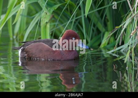 Anatra ferruginosa / pochard ferruginoso / pochard bianco-occhio / pochard bianco-oculare (Aythya nyroca) nuoto maschile in stagno Foto Stock