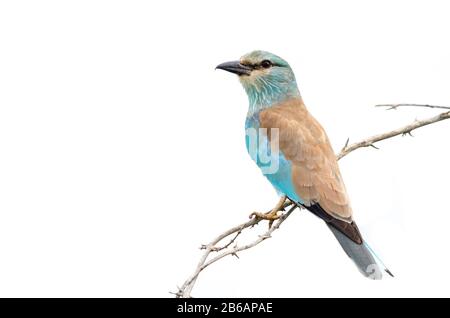 Una vista completa del corpo di un rullo europeo (Coracias garrulus) appollaiato su un ramoscello su uno sfondo bianco. Kruger National Park, Sudafrica Foto Stock