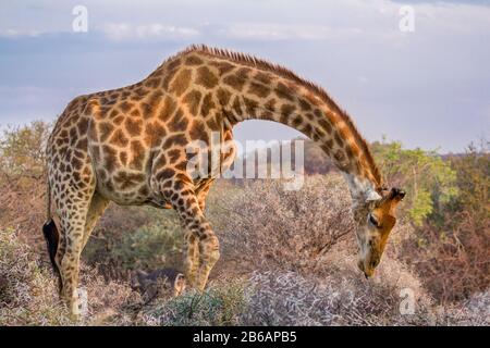 Una giraffa (Giraffa Camelopardalis) che si piega sopra per pascolare su un arbusto nella Riserva di gioco di Dikhollo, Sudafrica Foto Stock