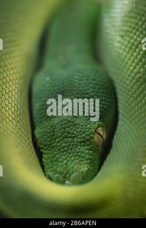 Un closeup della testa di un pitone australiano di albero verde (Morelia viridis), che riposa in bobine del suo corpo Foto Stock