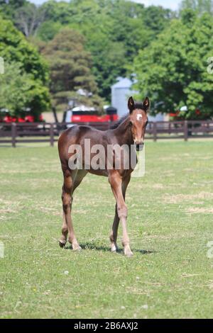 Stardbred racehorse falli in pascolo Foto Stock