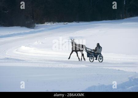 Jogging Standardbred cavalli da corsa nella neve Foto Stock