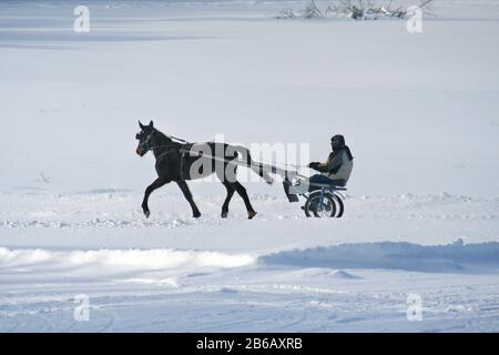 Jogging Standardbred cavalli da corsa nella neve Foto Stock