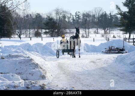 Jogging Standardbred cavalli da corsa nella neve Foto Stock