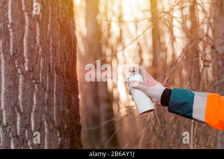 Tecnico forestale etichettatura tronco di albero per il taglio nel processo di deforestazione, forester spray pittura legno con aerosol vernice lattina Foto Stock