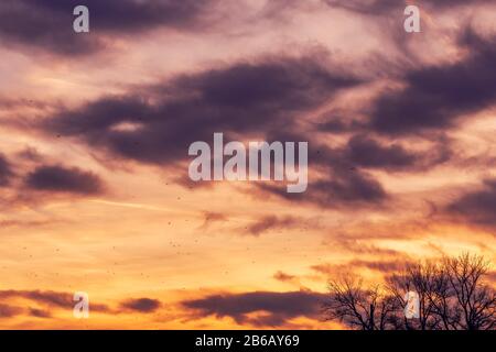 Branco di gabbiani che volano attraverso il colorato cielo del tramonto, silhouette di uccelli contro vividi paesaggi nuvolosi Foto Stock