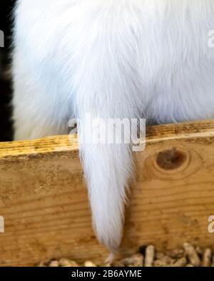 Piccola coda bianca di sei settimane di platino, o crema colorata Golden Retriever cucciolo Foto Stock