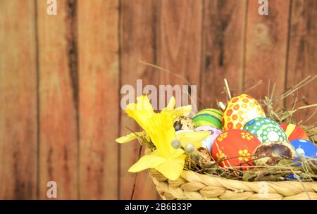 Buona Pasqua - uova dipinte e narcisi su sfondo colorato Foto Stock