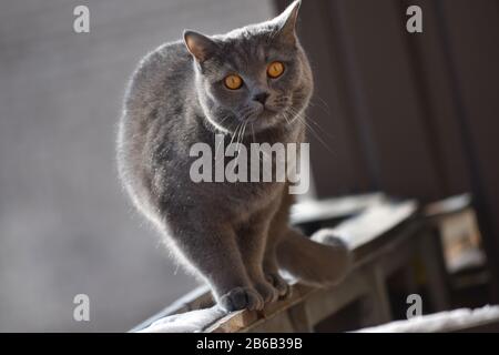 Sorpreso gatto grigio con grandi occhi seduti su una sporgenza balcone in inverno Foto Stock