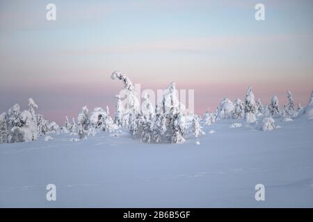 Gli alberi innevati in Lapponia, Finlandia, creano un meraviglioso e bellissimo paesaggio invernale durante il tramonto. Sono chiamati alberi di popcorn. Foto Stock