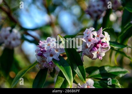 Daphne bholua jacqueline postill, fiori bianchi, arbusto fioritura inverno, profumo, profumato, profumato, profumato, profumo, fiori, arbusti, inverno, RM Floral Foto Stock