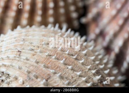 Conchiglie del Prickly Cockle (Acanthocardia echinata) Foto Stock