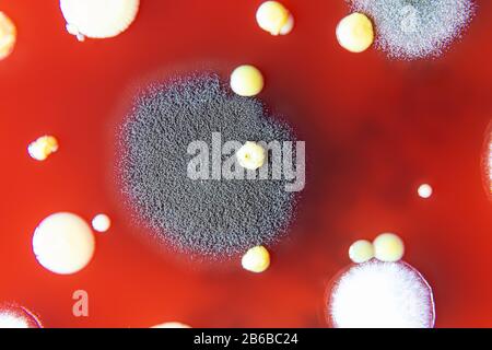 Miscela di colonie di batteri in piastra di Petri Foto Stock