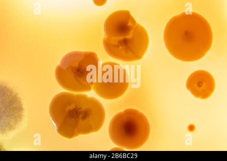 Miscela di colonie di batteri in piastra di Petri Foto Stock