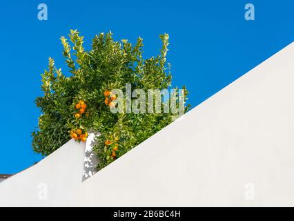 Aranci su sfondo blu cielo, Ronda, Provincia Malaga, Andalusia, Spagna Foto Stock